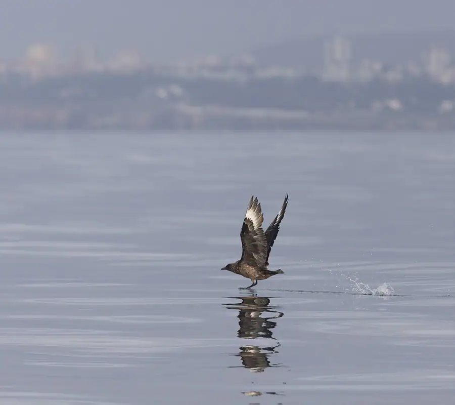 Seabird skimming the surface of the Atlantic Ocean near Lisbon, Portugal, observed during a birdwatching boat tour.