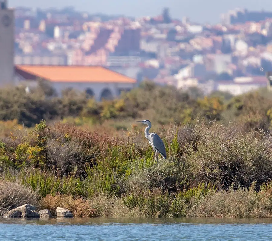 Aquatic birds of the tagus estuary