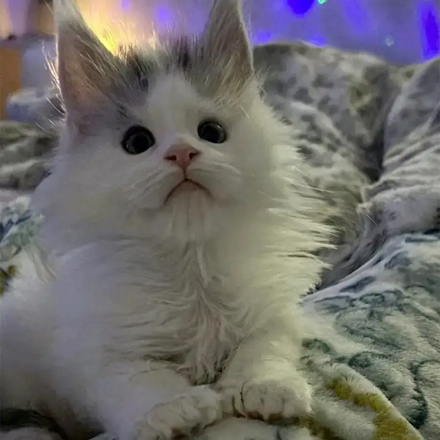 maine coon kitten