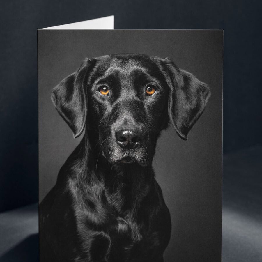 Black Labrador working dog A5 greeting card - Image 2