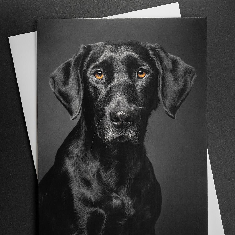 Set of 4 gundog A5 greeting cards - Image 4
