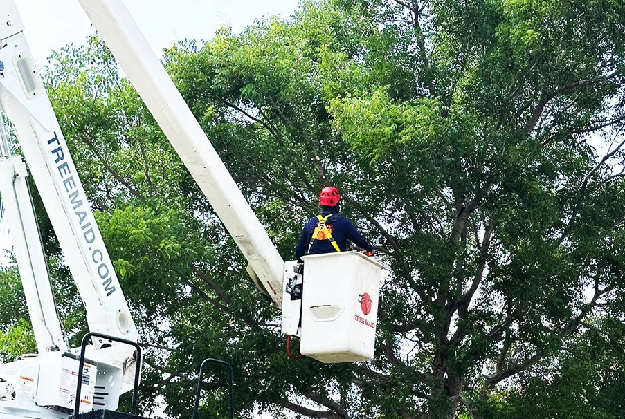 Jobs Gallery | Expert Tree Services, Palm Trimming, & Tree Care in Lake Worth & Palm Beach County | Tree Service | Explore our latest tree service projects in Lake Worth, Boca Raton, Delray Beach, and Palm Beach County. From precision trimming to full tree removal and site cleanup, our skilled tree experts offer precision, safely removing hazards, and helping revitalizing landscapes. Discover the Tree Maid Tree Service Difference! |%org_url%