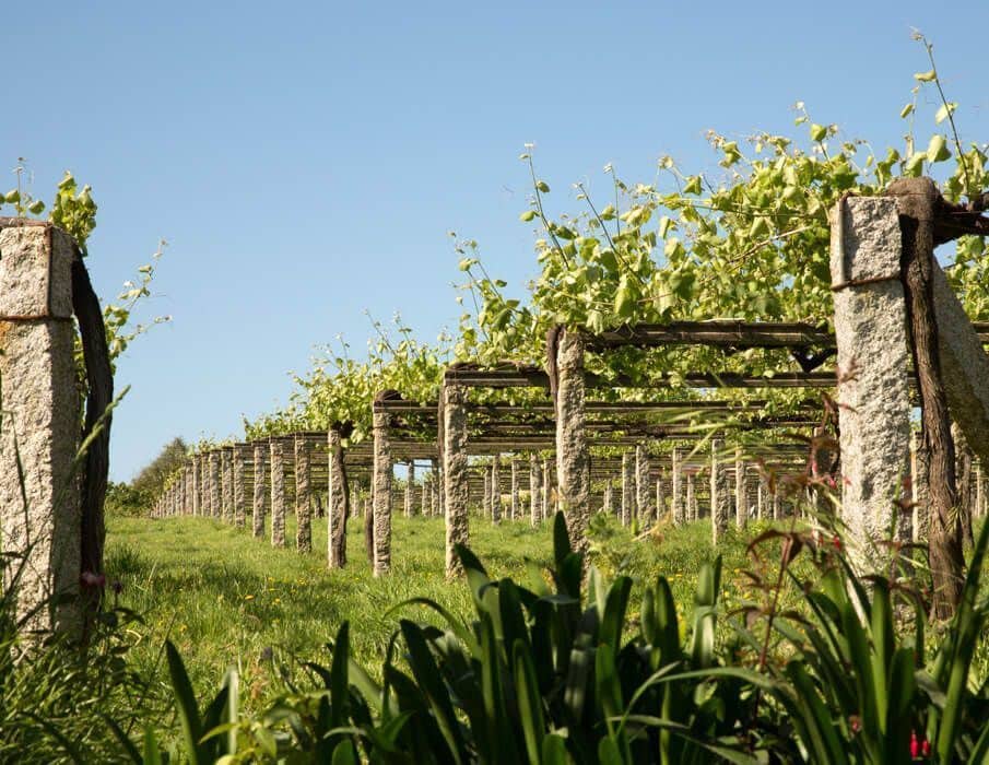 Viñas en el Condado