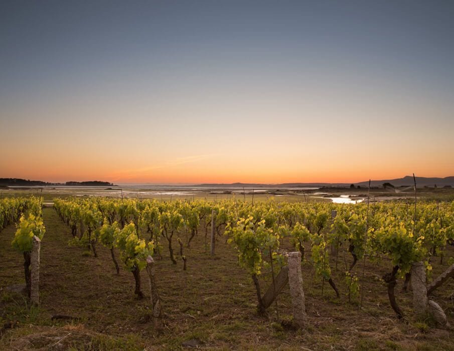 Viñedos a pie de mar