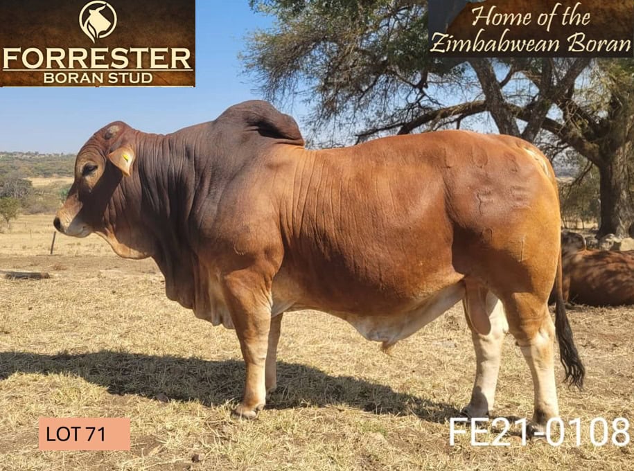 Lot 71