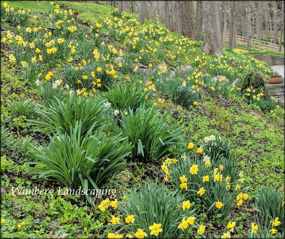 Read more about the article Now’s the Time to Plan for Spring Flowering Bulbs!
