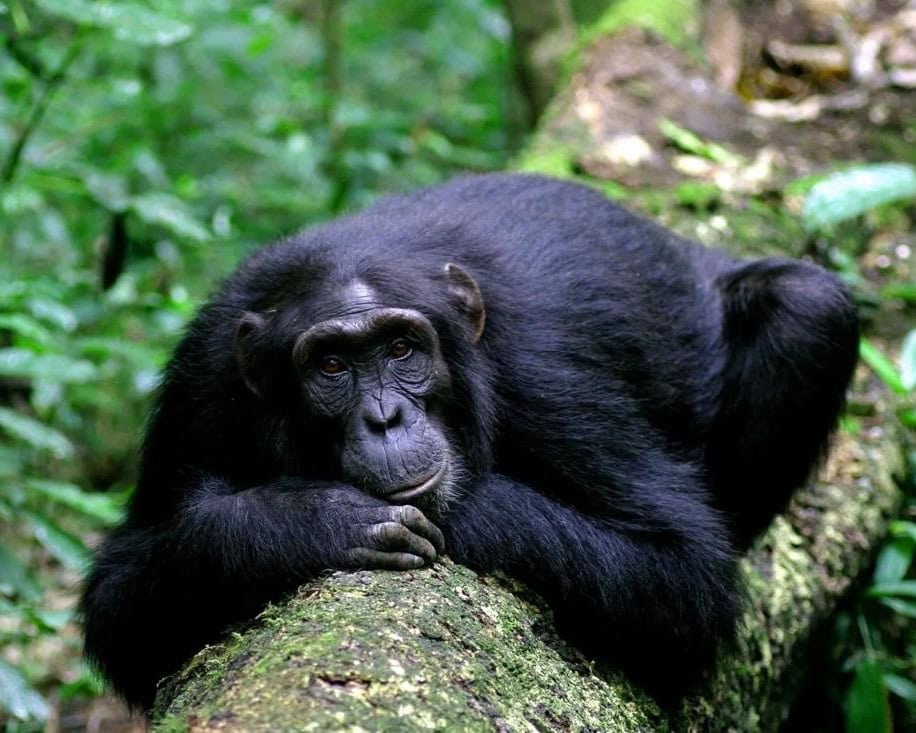 Where Is the Best Chimpanzee Trekking in Uganda
