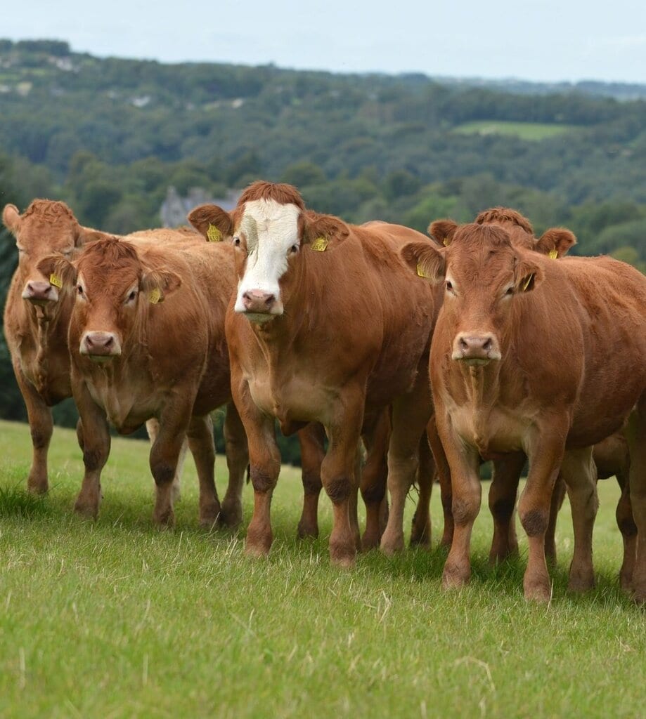 Organic beef cattle