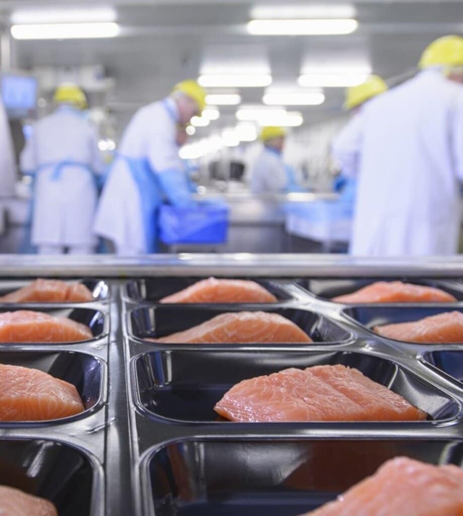 Salmon fillets