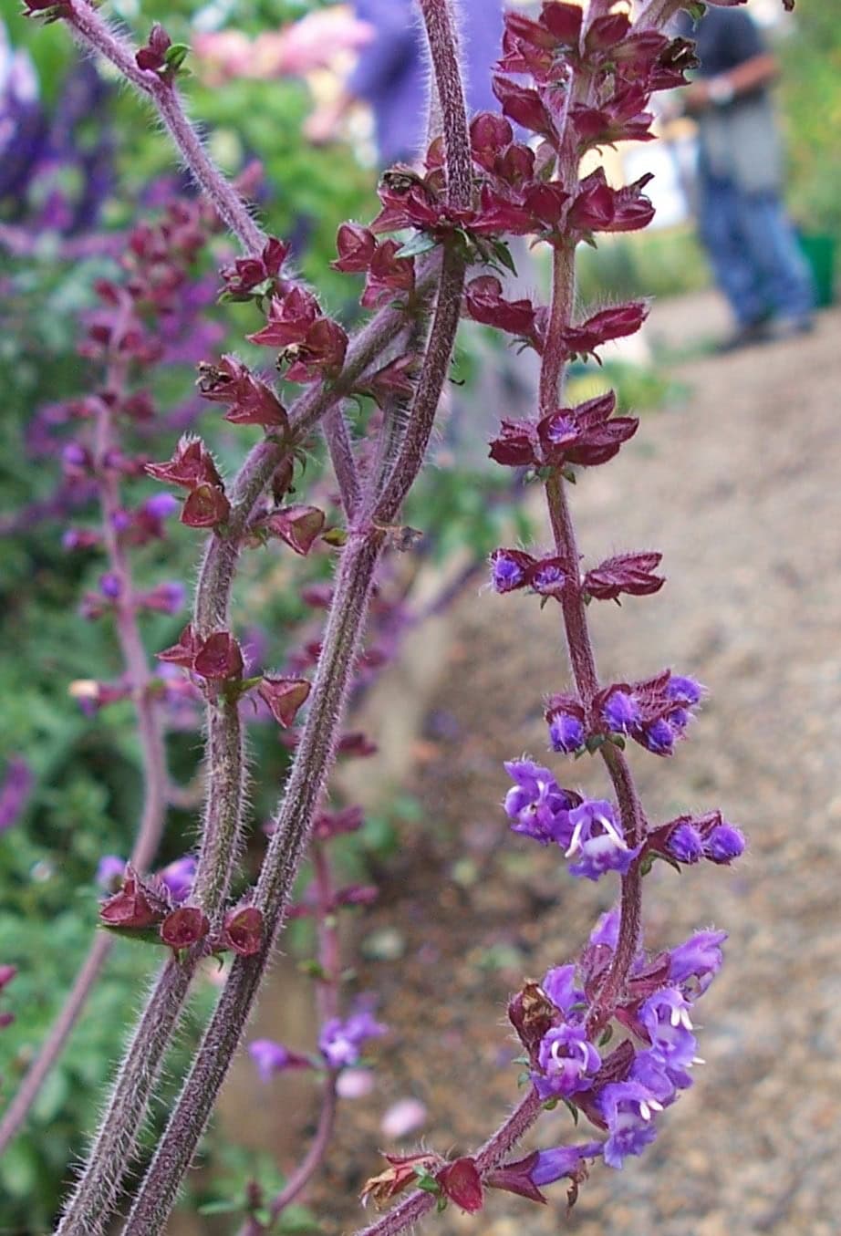 Salvia chinensis