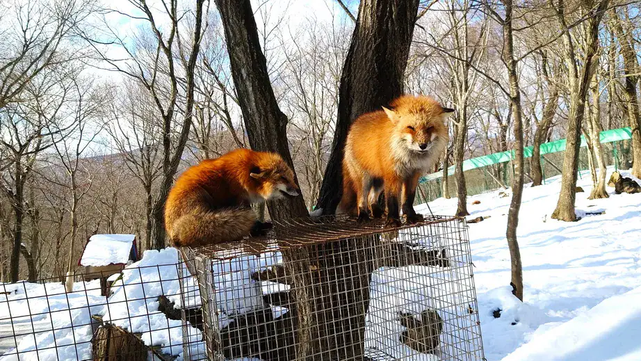 狐狸村