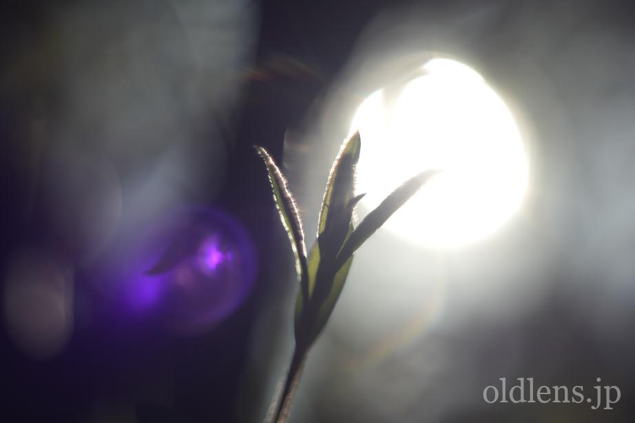 Pentacon auto 50mm f1.8 Multi Coating(MC)前期型M42のReview作例 花 flower シャボン玉バブルボケ エモい画像