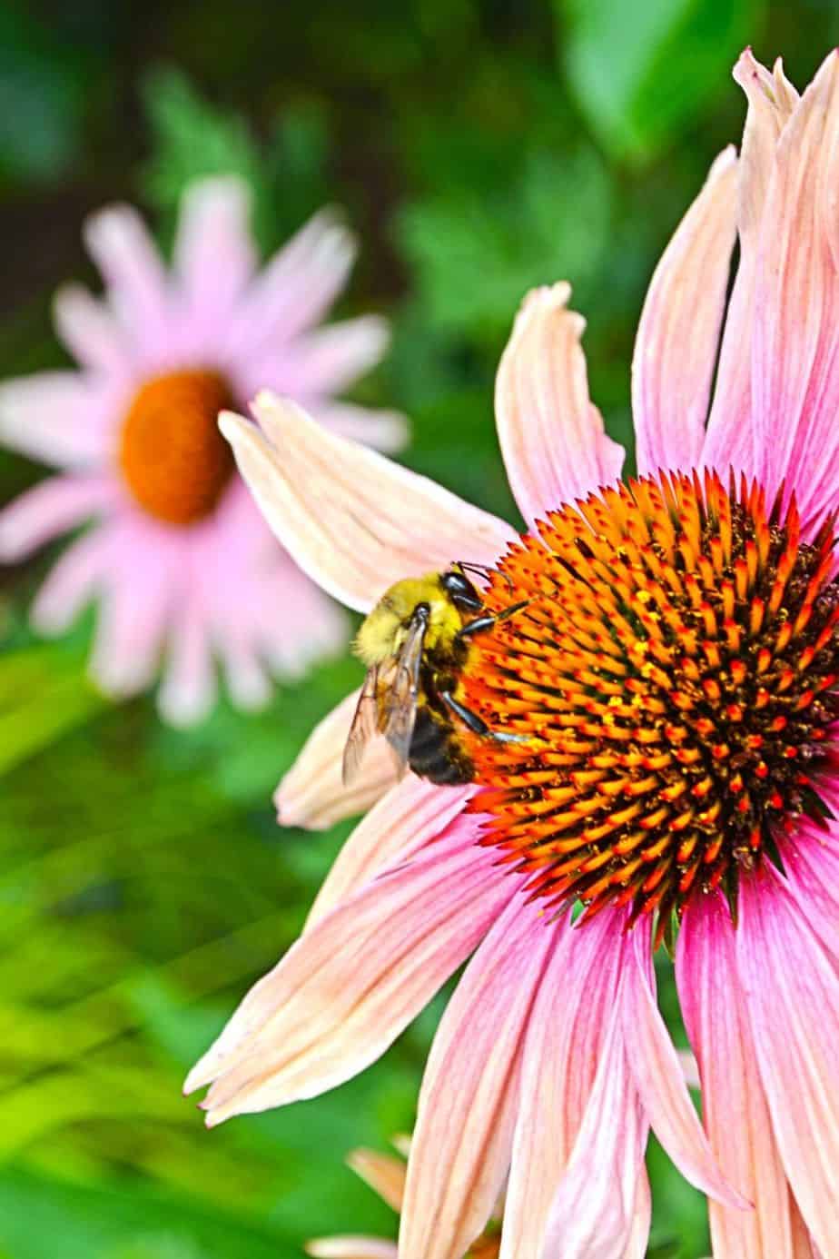 Pollinators rule when it comes to growing a garden. Here are tips on How to attract pollinators to your garden. Following these easy gardening tips and your garden will thrive when pollinators visit.