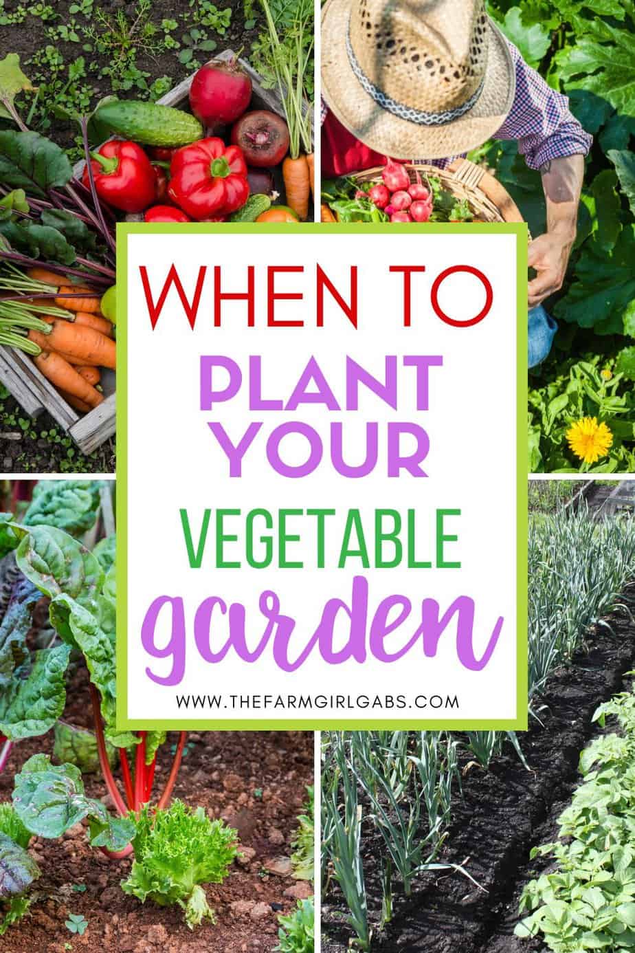 Starting a backyard vegetable garden takes a little time and preparation. Not sure when to plant throughout the season? This post will guide you on When To Plant A Backyard Vegetable Garden. Follow these beginner gardening tips for a successful backyard garden.