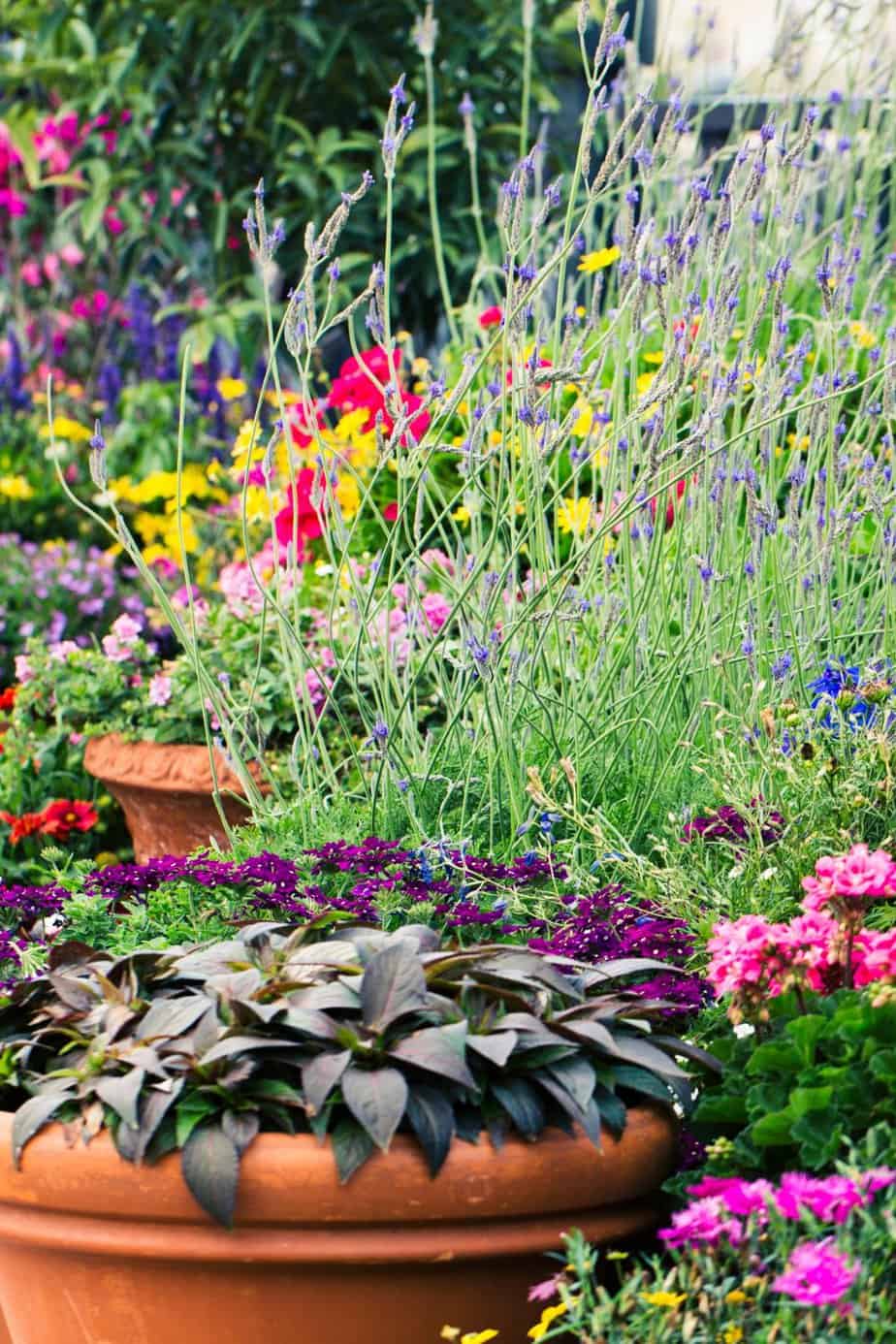 Colorful summer garden flowers are a great way to add life and beauty to your outdoor space this summer. There's no need to spend hours stressing about what to plant when you can find all of the perfect plants at your local garden center.