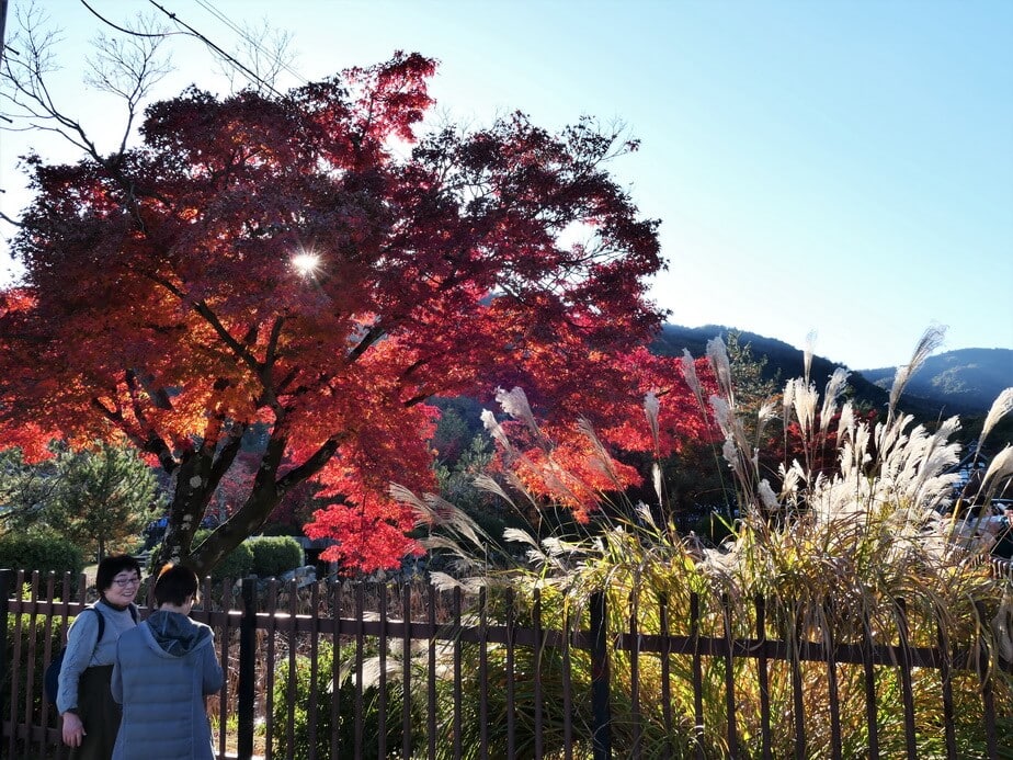 京都天龍寺紅葉