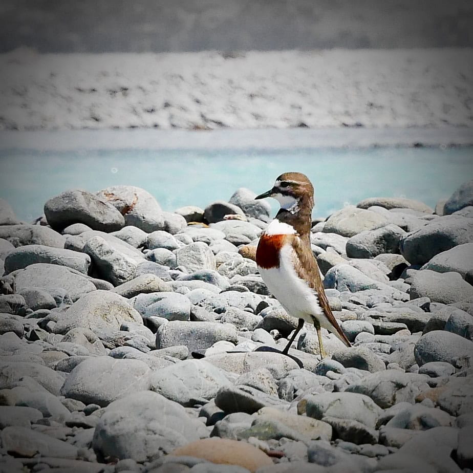 banded dotteral