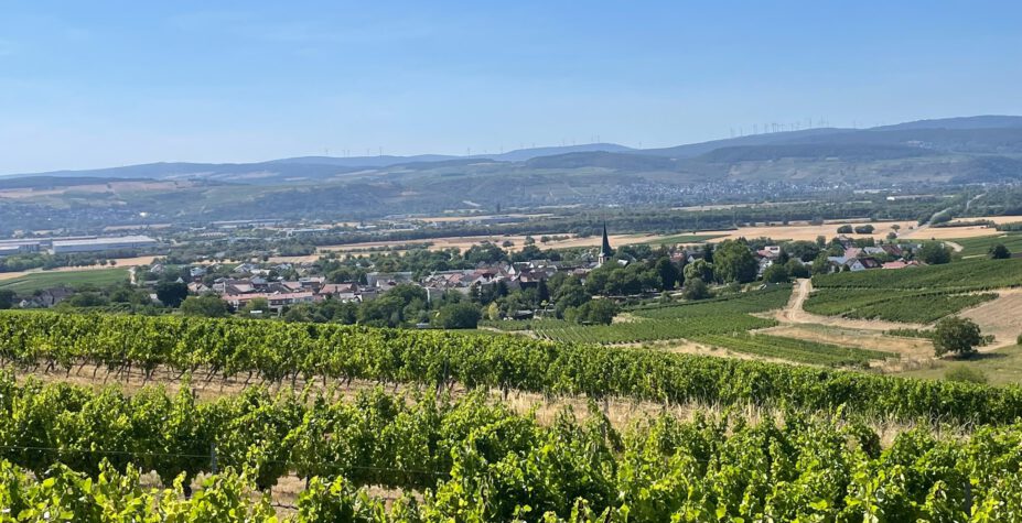 Panoramablick über die Weinberge und das Rheintal bei einer Planwagenfahrt in Bingen