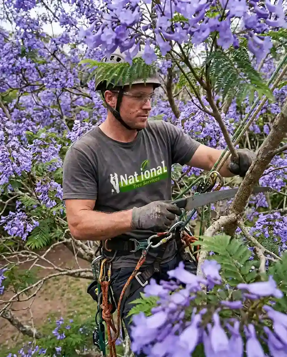 Jacaranda Tree Removal in Sydney. NSW