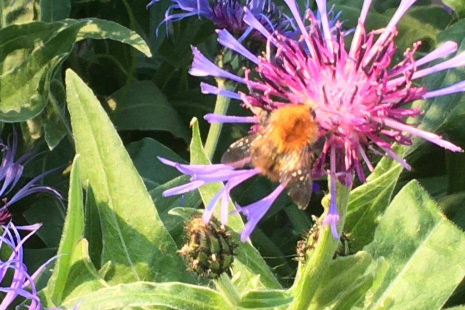 Bee on Cornflower by Marion Colledge