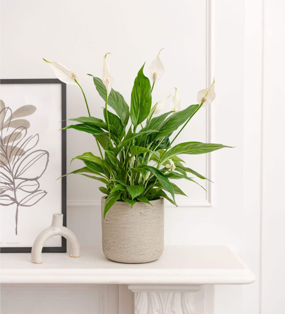 Multifunctional Spaces with a Green Twist - peace lily