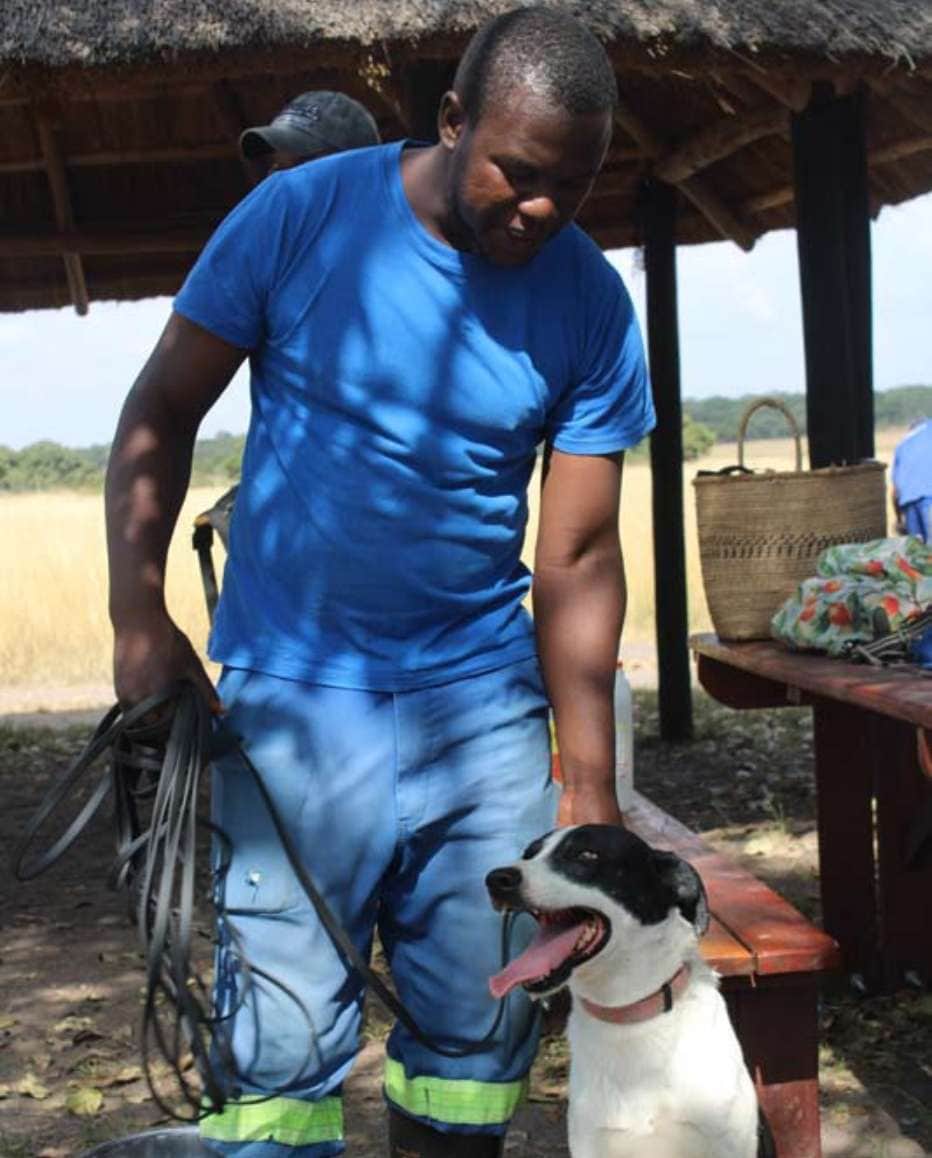 Dogs assisting farmers