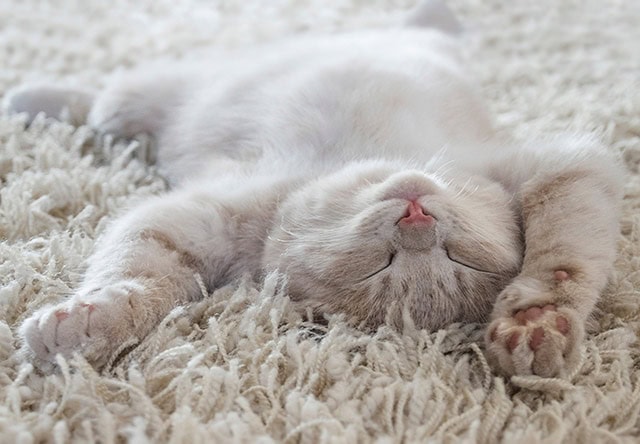 眠る猫