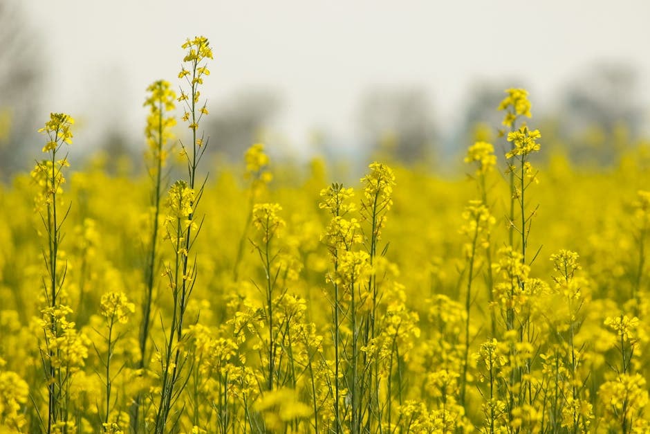 Bright yellow rapeseed flowers bloom in a vast fie