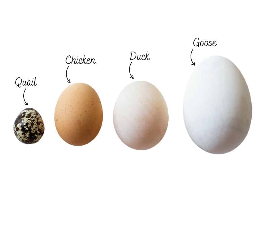 What Birds Lay White Eggs