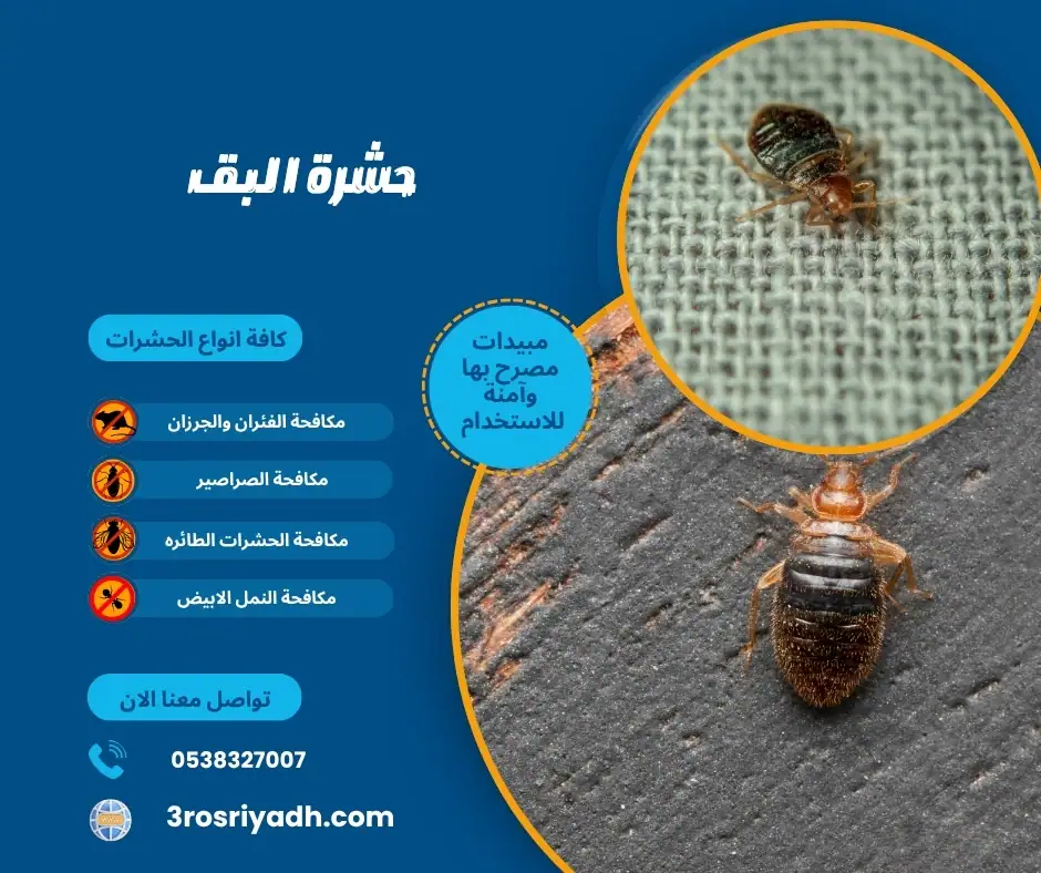 حشرة البق