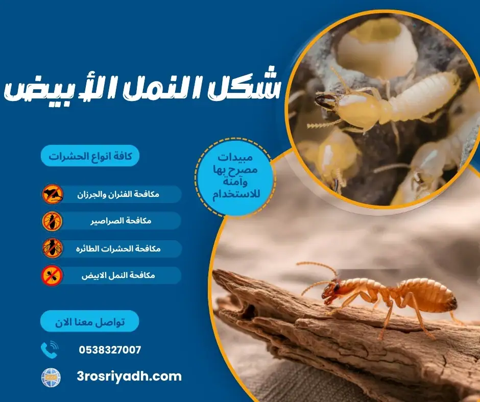 شكل النمل الأبيض