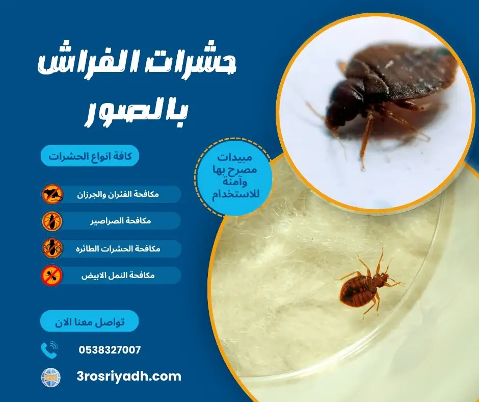 حشرات الفراش بالصور
