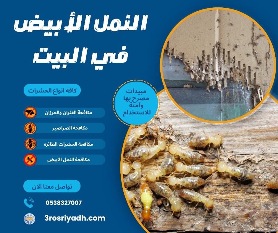 النمل الأبيض في البيت