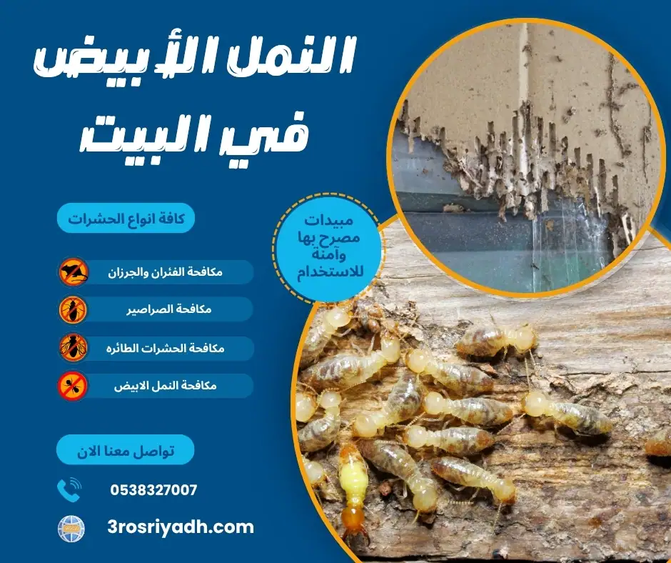 النمل الأبيض في البيت