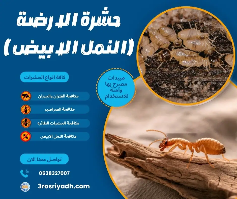 حشرة الارضة ( النمل الابيض)