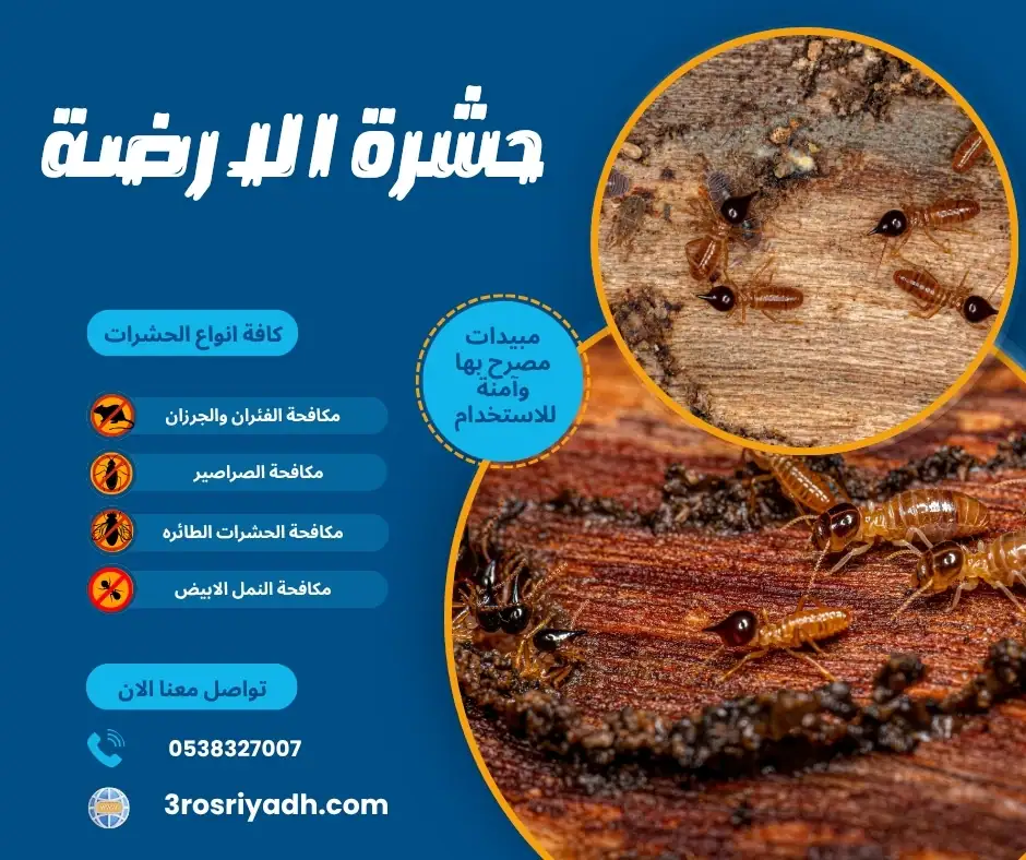 حشرة الارضة