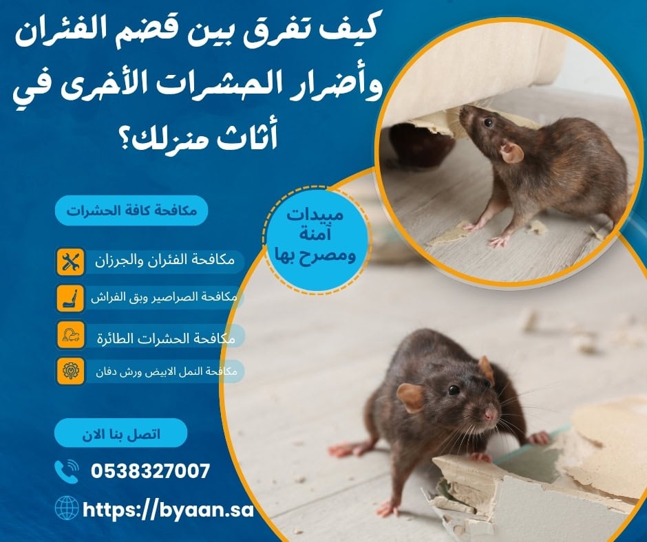 كيف تفرق بين قضم الفئران وأضرار الحشرات الأخرى في أثاث منزلك؟