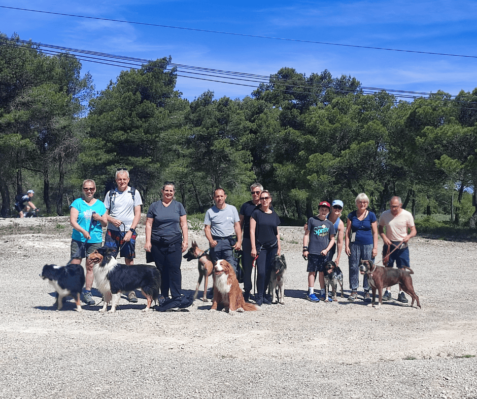 Comportementaliste canin spécialisé dans les troubles du comportement à Saint-Rémy-de-Provence et ses environs.