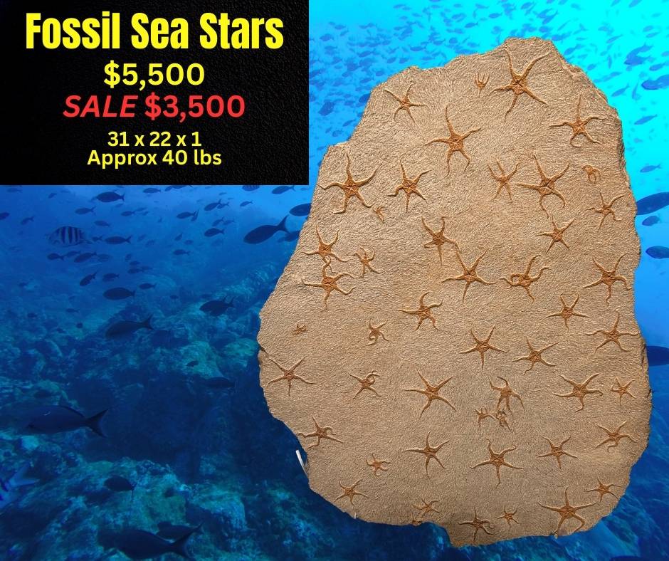 47 Fossil Sea Stars on one plate