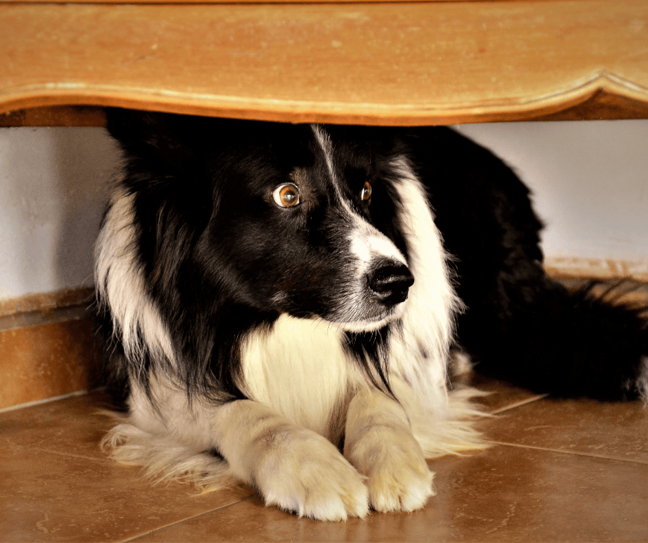 éducateur canin Lucille Guicherd Dog Déclic