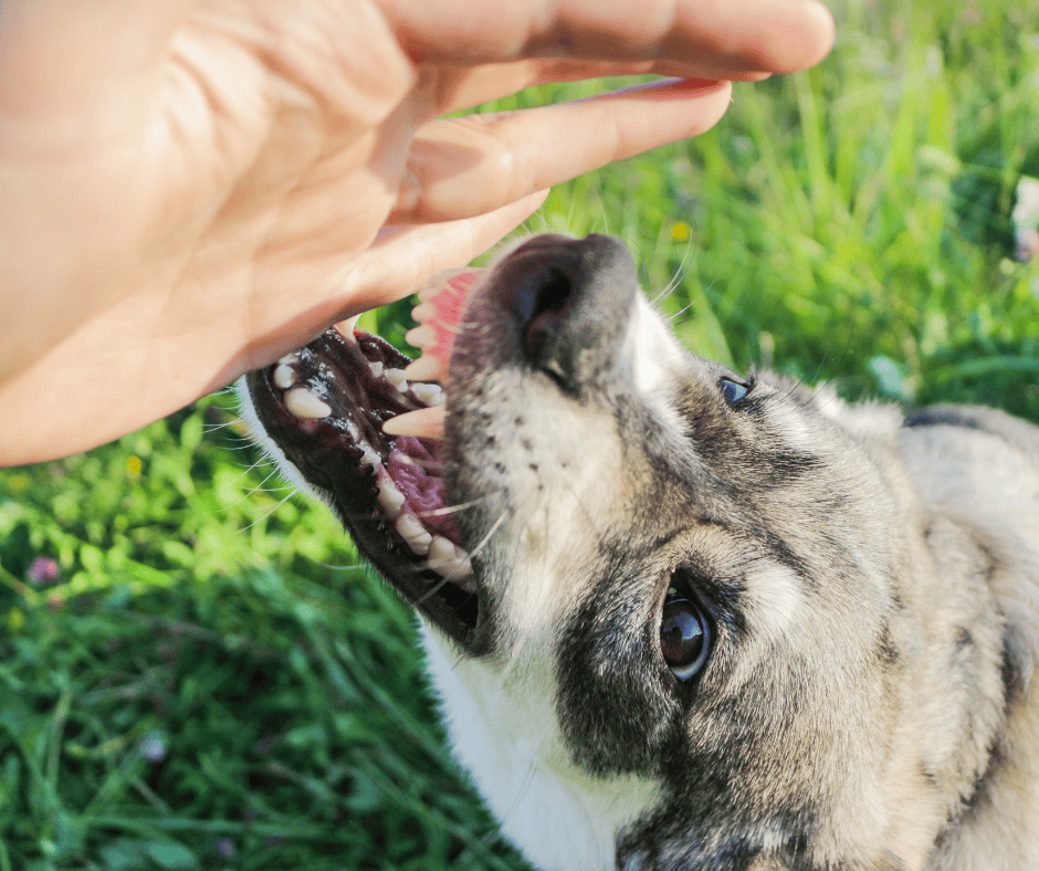 chien agressif en rééducation Bourgoin-Jallieu