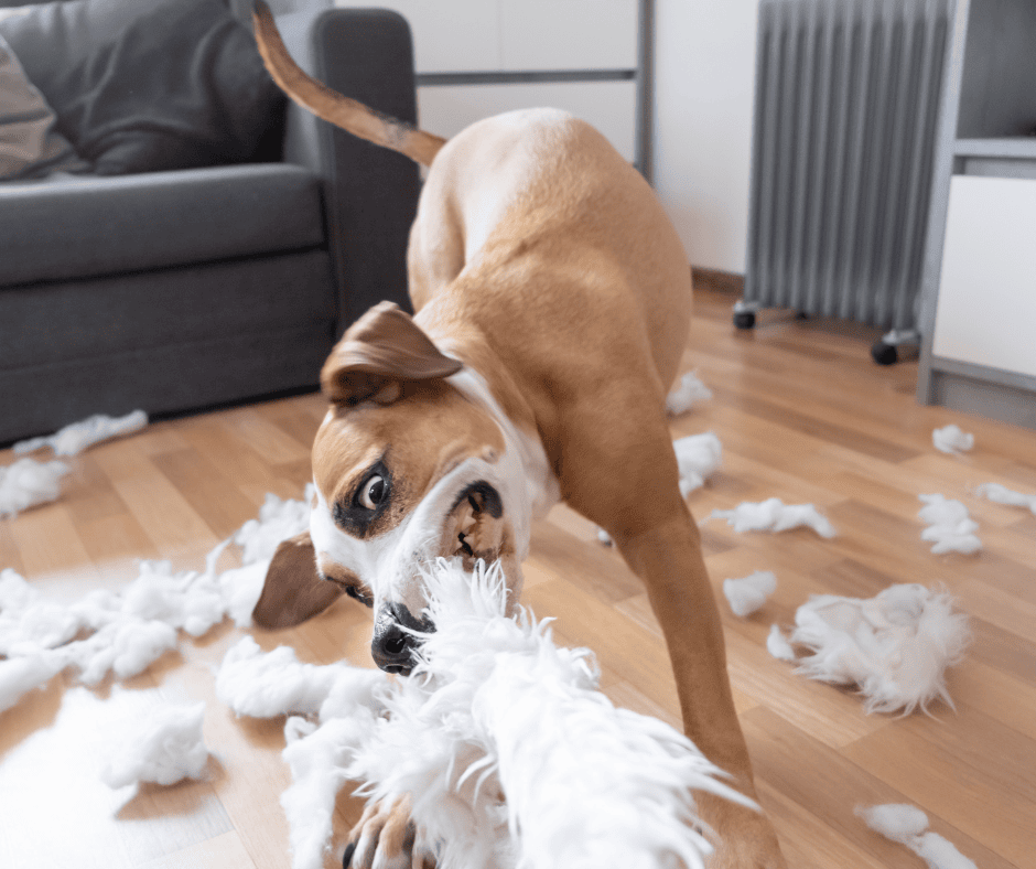 comportementaliste canin Bourgoin-Jallieu Dog Déclic