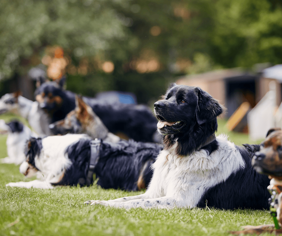 séance de groupe éducation canine