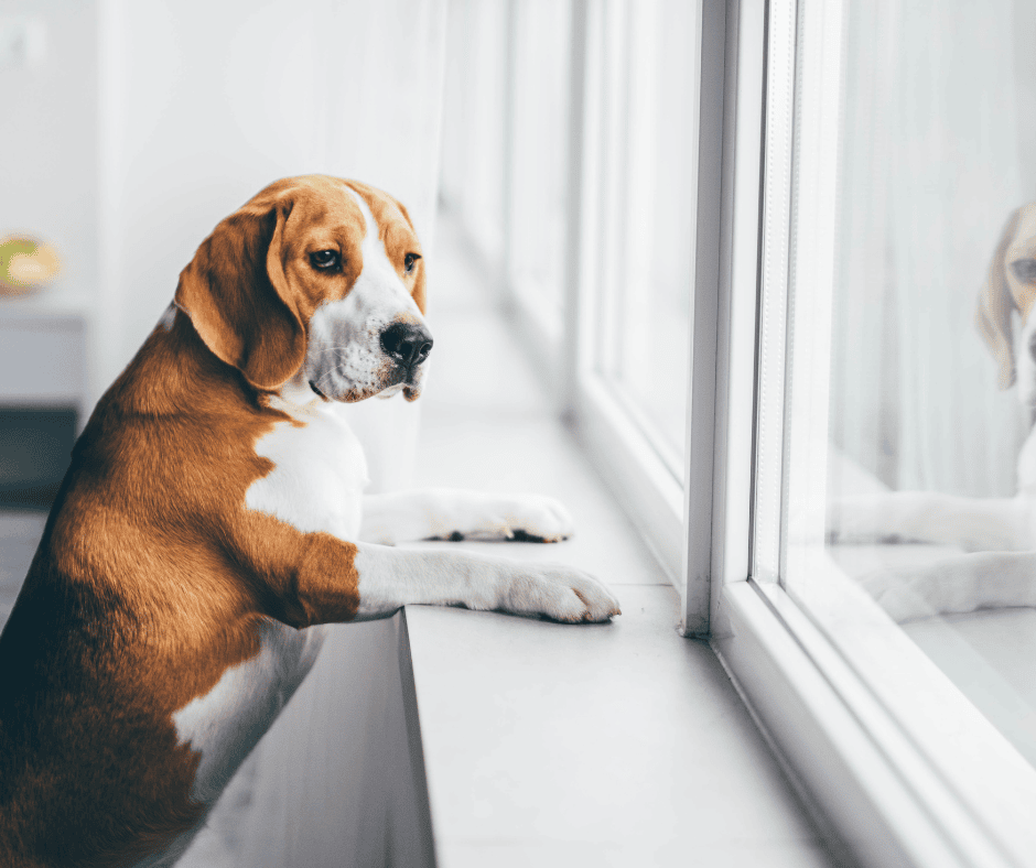 comportementaliste canin Lucille Guicherd
