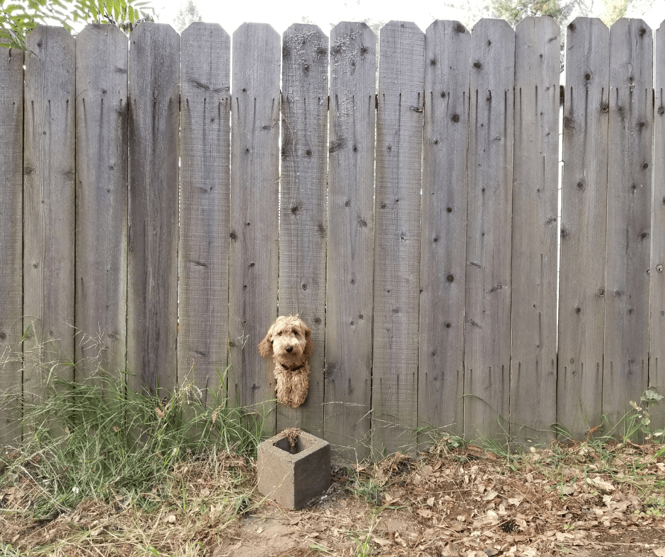 rappel chien en extérieur Isère