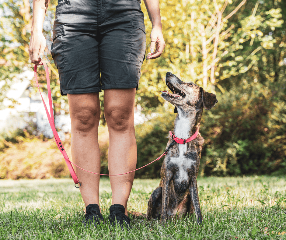 éducateur canin Doubs pendant une promenade éducative