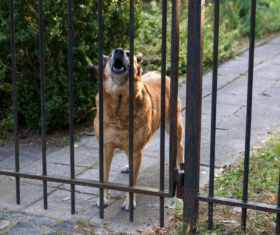 Éducateur canin à Saint-Vit travaillant la communication entre le chien et son propriétaire