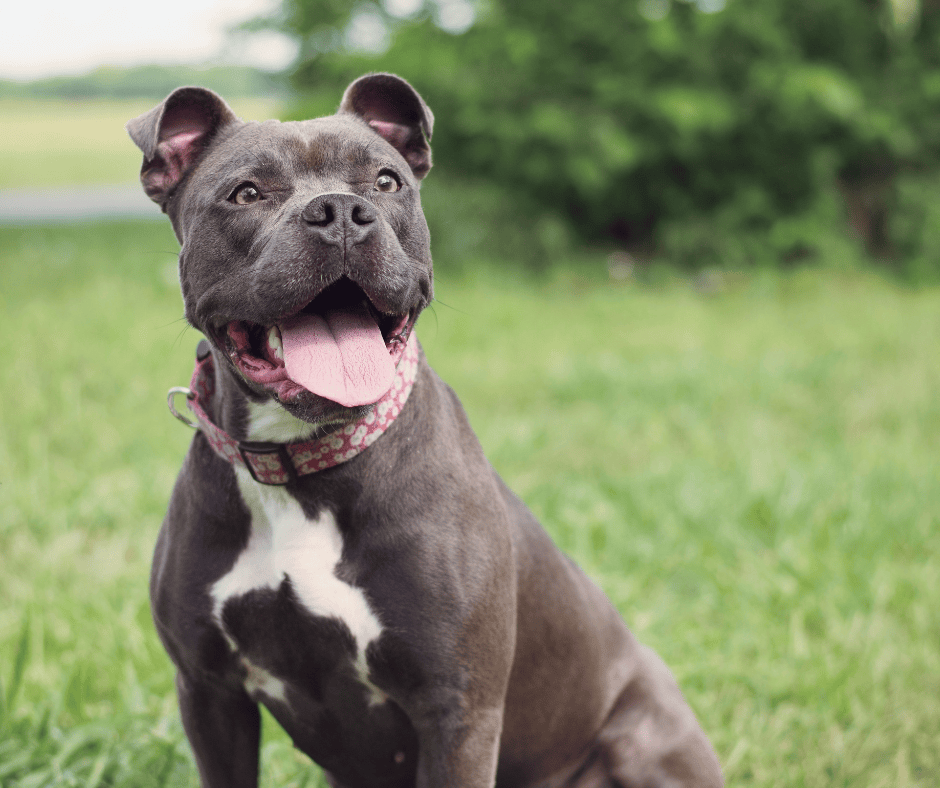 We&rsquo;ve ranked the best dog supplements of 2025 based on ingredient quality, vet backing, customer feedback, and science-supported benefits.