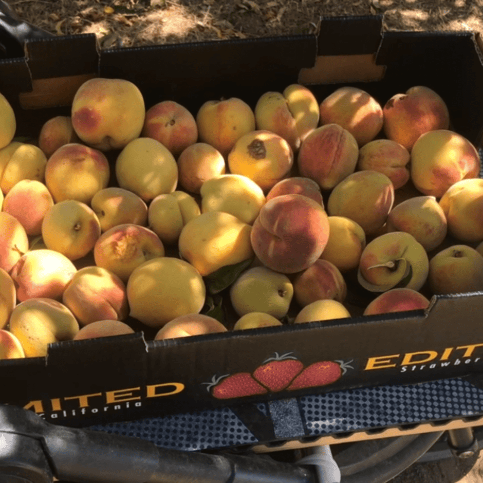 McDonald Peach Orchard
