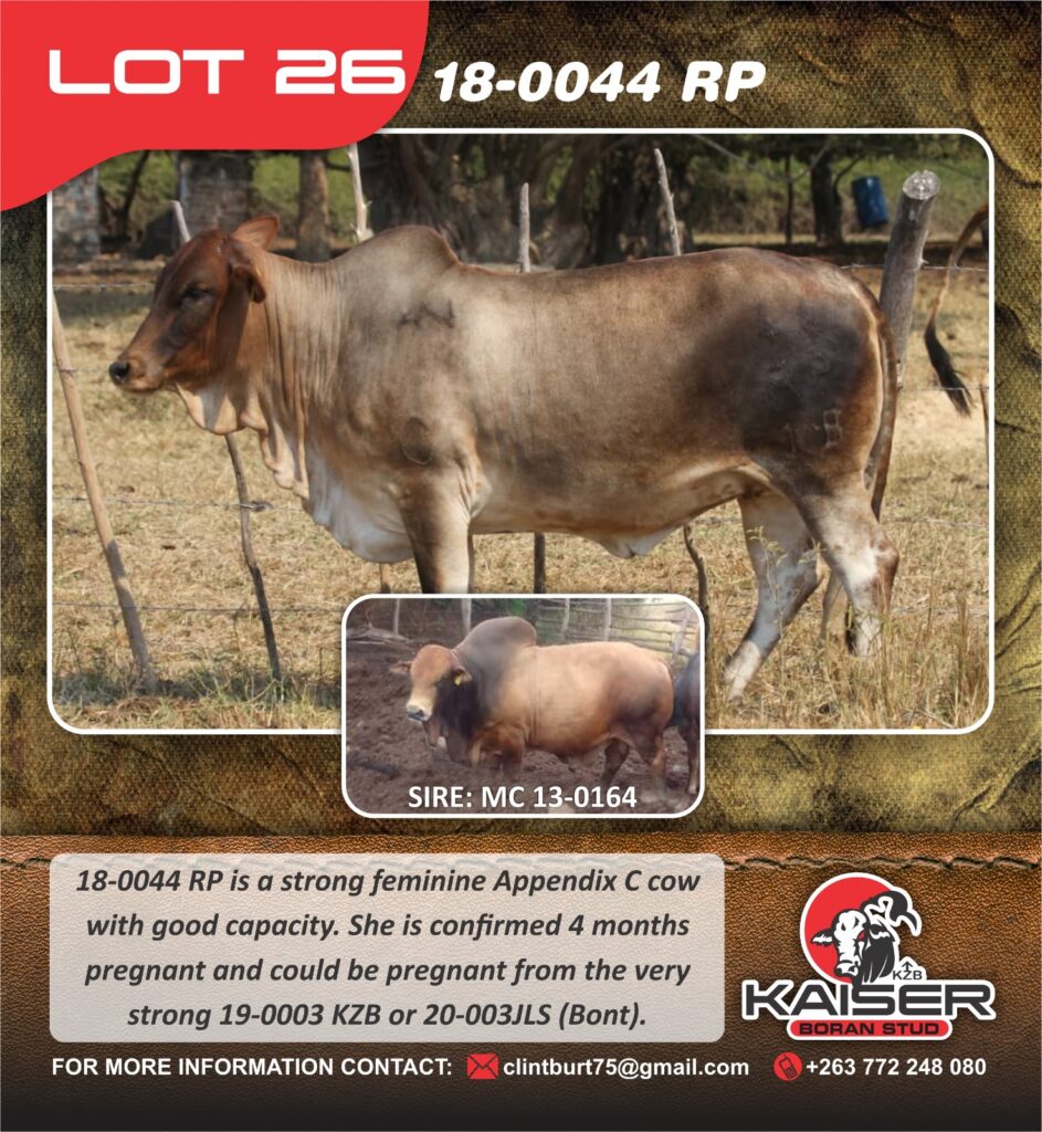 Lot 26